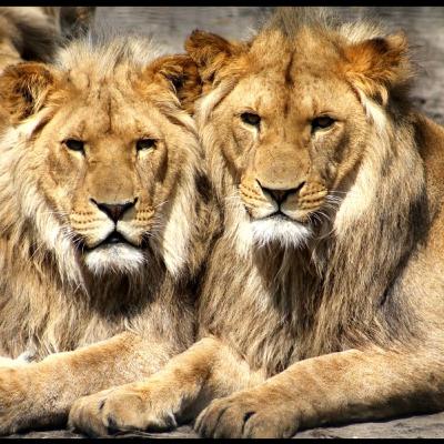 Why Myrtle Beach Safari Keeps Getting Great Reviews