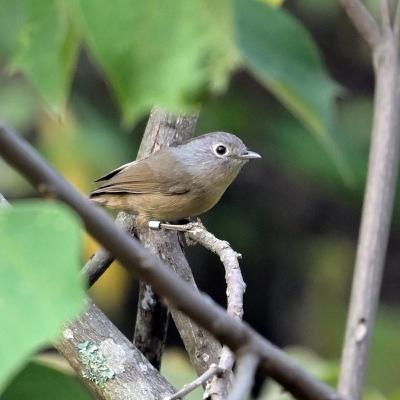 002 Yunnan Fulvetta (Alcippe fratercula)