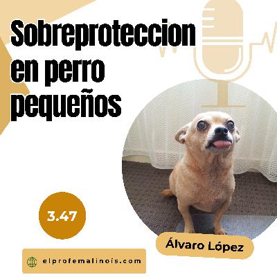 3.47 Sobreprotección en perros pequeños: Lo que estás haciendo mal