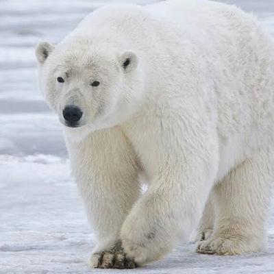 urso polar