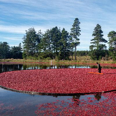Labor Issues, Allied Coop, Warrens Cranberry Festival, Crop Progress
