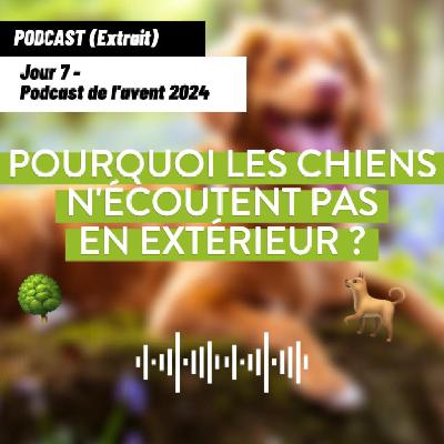 JOUR 7 - Pourquoi les chiens n'écoutent pas en extérieur ? [Podcast de l'avent 🎄]