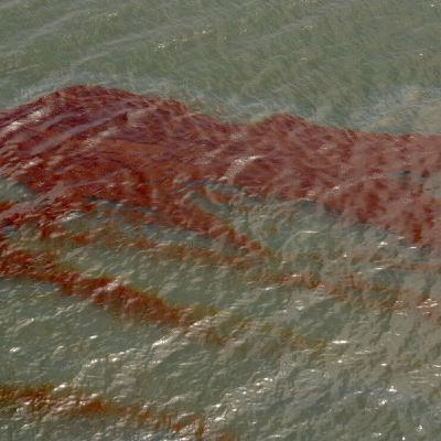 Mauritius oil spill is an environmental disaster of epidemic proportions - Bob Koigi, Kenya Mauritius oil spill is an environmental disaster of epidemic proportions - Bob Koigi, Kenya