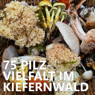 #75 Pilzvielfalt im Kiefernwald