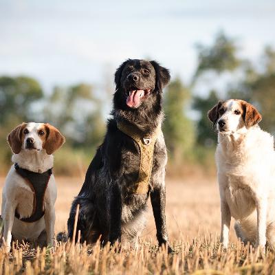 Avoir plusieurs chiens