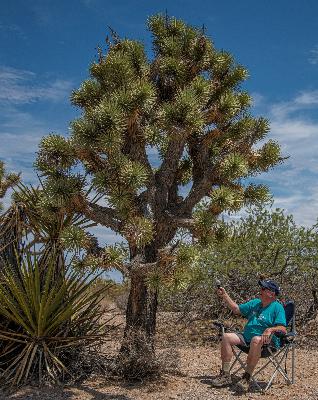 The Art Box - Episode 352 - Conversations in the Shade: Josie the Joshua Tree The Art Box - Episode 352 - Conversations in the Shade: Josie the Joshua Tree