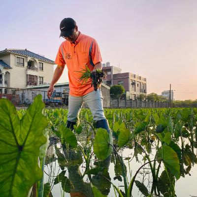 小雪號｜冬日綿密芋頭香——紮根在地的芋頭青農