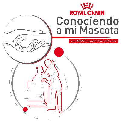 Cuándo llevar a mi mascota a Urgencias