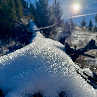 This Week in Yellowstone:  February 12th to February 18th, 2026