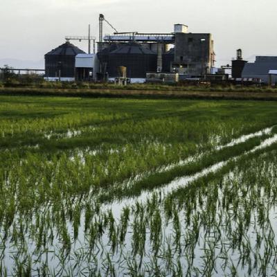 Arroz: un grano que puede ser motor de la cooperación entre Vietnam y Cuba