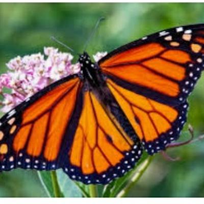 Monarch Butterflies (Super Generation) Monarch Butterflies (Super Generation)
