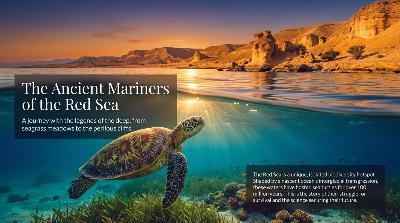 Red Sea's Big Five Sea Turtles: Identification Guide and Their Precarious Future