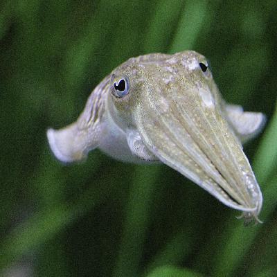 Die Tierdocs: Tintenfisch sammelt Daten