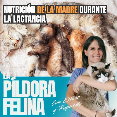 568. Nutrición DE LA MADRE durante la lactancia: dieta adecuada para una gata mamá 568. Nutrición DE LA MADRE durante la lactancia: dieta adecuada para una gata mamá