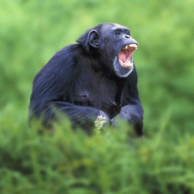 Kämpfen | Von wütenden Affen und fiesen Ameisen Kämpfen | Von wütenden Affen und fiesen Ameisen