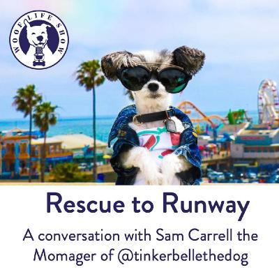 Tinkerbelle the Dog's Story going from Rescue Dog to the Top Dog Model