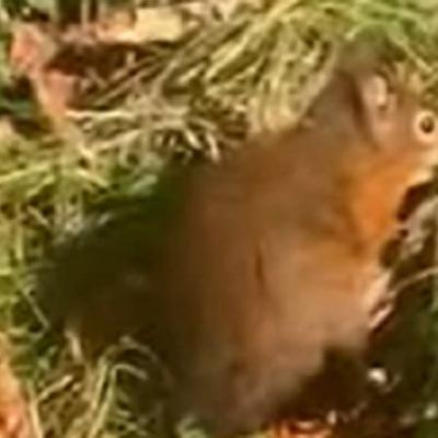 Red Squirrel without a tail
