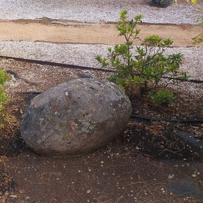 Escribano Palustre - Emergencia - 01/09/25