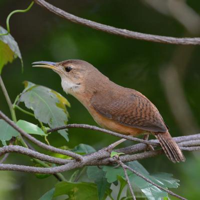 David Hollie on the Lesser Antilles and its endemic birds, Part 1