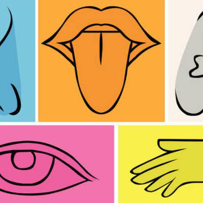 Los sentidos como herramienta para el aprendizaje