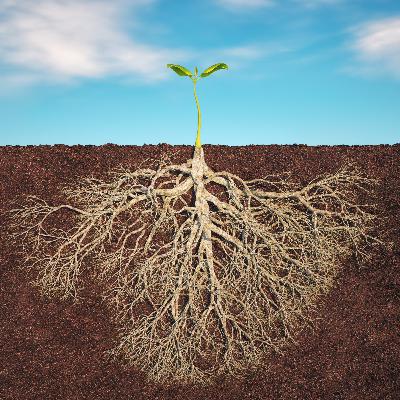 Arcturian Resilient Brain Resilient Body Arcturian Resilient Brain Resilient Body
