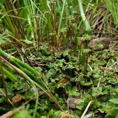 Ep. 566 - The Wonderful World of Bryophytes Ep. 566 - The Wonderful World of Bryophytes