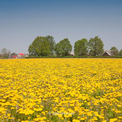 Episodio #012 - La primavera loca