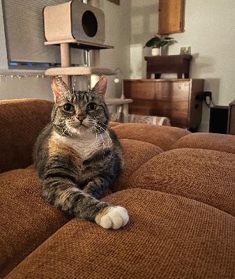 Can having a dog or cat help prolong your life? Can having a dog or cat help prolong your life?