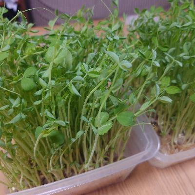 #172 豆苗を育てる