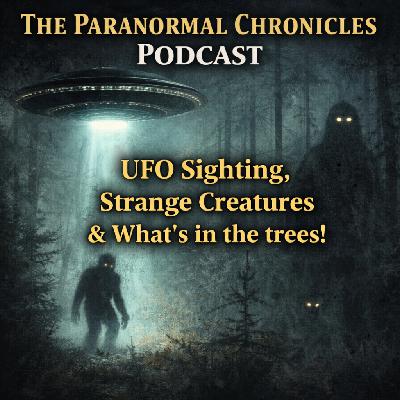 UFO Sighting, Strange Creatures & What's in the trees!