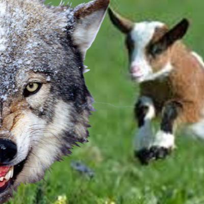 CHAPTER-2: The wolf and the baby goats