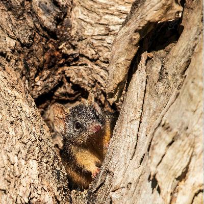The extinction of the last Australian shrew