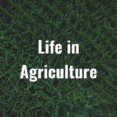 Life in Agriculture: Show Cattle