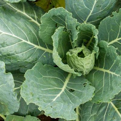 What Are Champion Collards: All About Organic Champion Collard Greens and Seeds from Bloom Ranch of Acton's Expert Collection