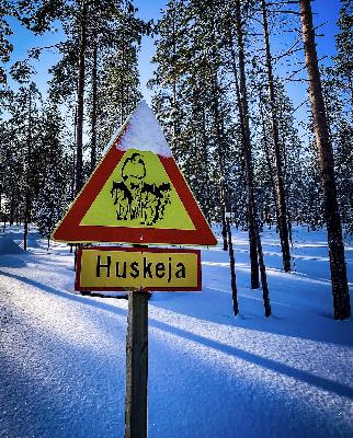 Husky-sledding in Finnish Lapland Husky-sledding in Finnish Lapland