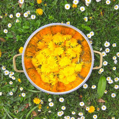 64* Löwenzahn - wer hätte gedacht, dass er das alles kann