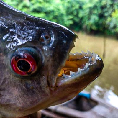 האמזונס : יום 7 - צדנו פיראנות