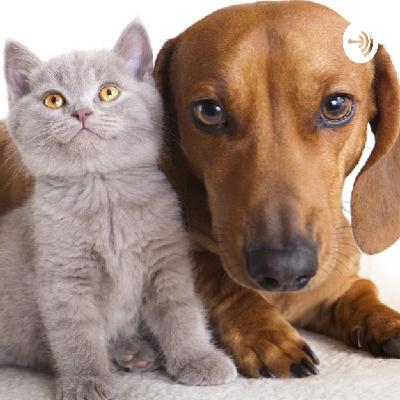 Castração de Animais