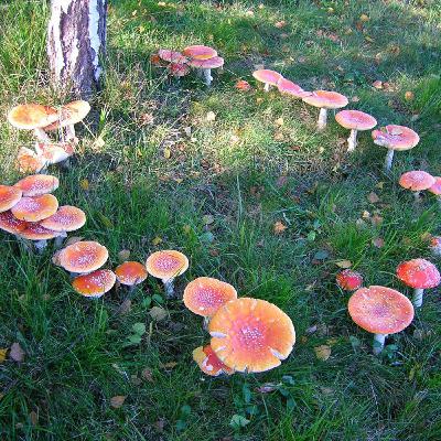 Epifanie di viaggio Epifanie di viaggio