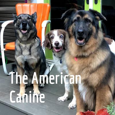 The American Canine Inaugural Episode:The introduction