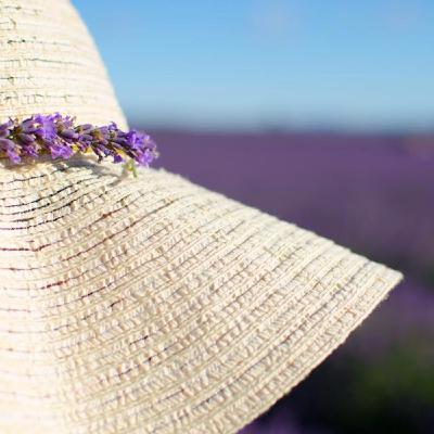 Meditazione del fotografo - La lavanda provenzale Meditazione del fotografo - La lavanda provenzale