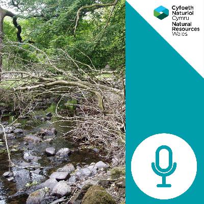 3. Rheoli Risg Llifogydd yn Naturiol