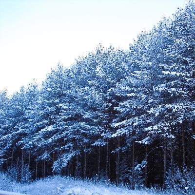 Новогодний променад