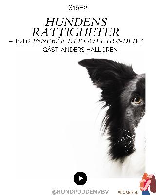 Hundens rättigheter – vad innebär ett gott hundliv? Hundens rättigheter – vad innebär ett gott hundliv?
