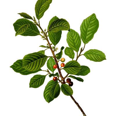 Wild Hearts Sipping Cups Of Berries Tea