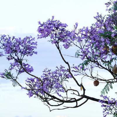 Standing In The Breeze