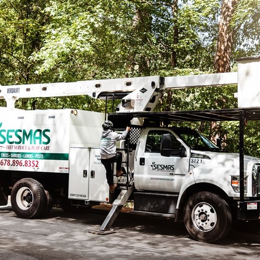 Tree Removal