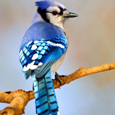 Why do these human beings rush about so?