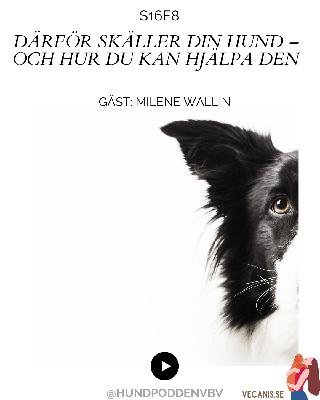 Därför skäller din hund – och hur du kan hjälpa den Därför skäller din hund – och hur du kan hjälpa den