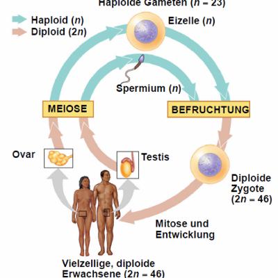 Die geschlechtliche Fortpflanzung und Meiose